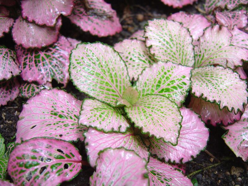 File:1024px-Fittonia verschaffeltii 'Argyroneura minima" MUN.jpg