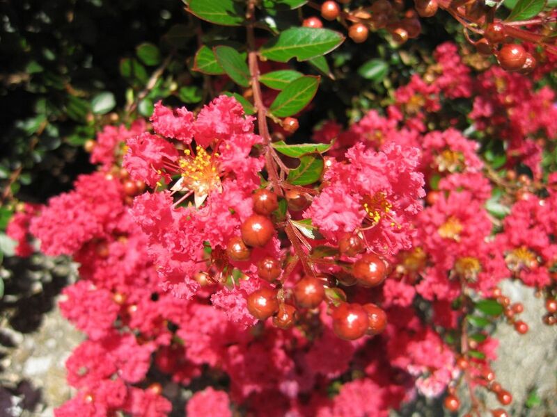 File:1280px-IMG 0287 nybg09.jpg