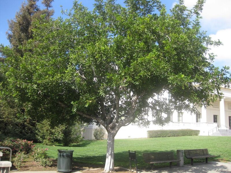 File:1280px-IMG 1964 hunt0903.jpg