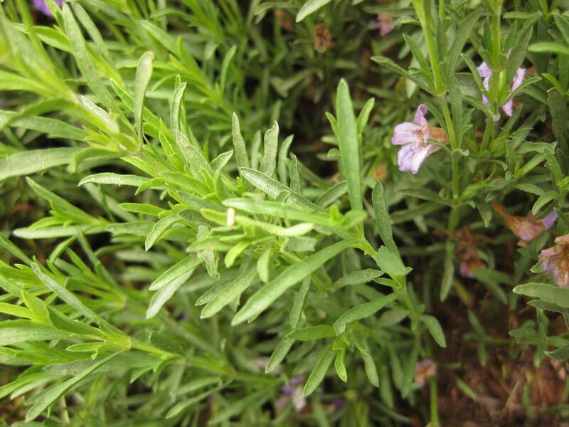 File:1280px-IMG 7124 hunt09jun.jpg