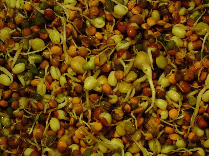 File:1280px-Organic mixed beans shoots.jpg