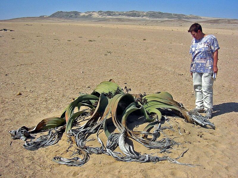 File:1280px-Welwitschia mirabilis(1).jpg