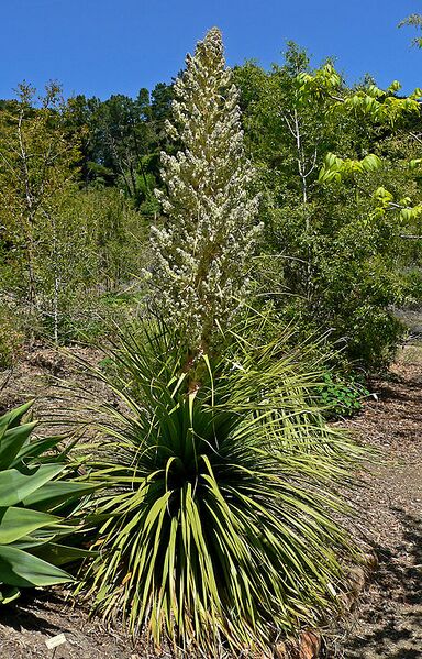 File:492px-Nolina siberica 1.jpg