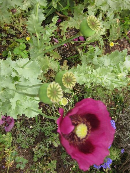 File:576px-IMG 6907 hunt09jun.jpg