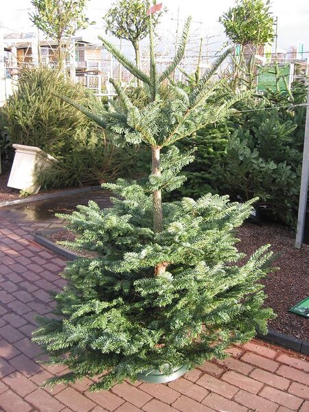 File:768px-Abies procera boom.jpg