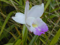 Thumbnail for version as of 06:53, 26 June 2007