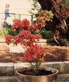 Rhododendron 'Hinodegiri'