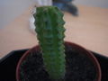 Thumbnail for version as of 05:04, 31 October 2007