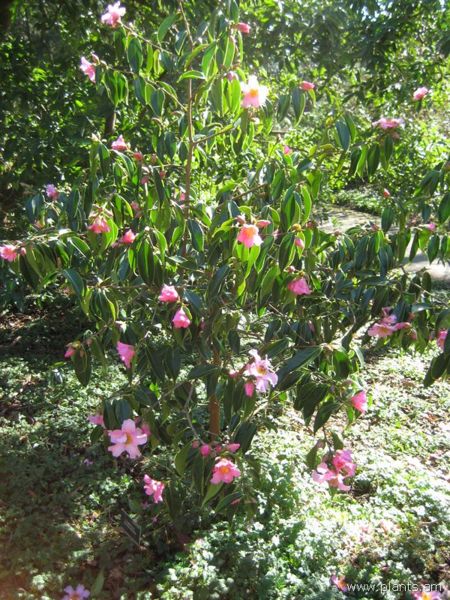 File:Camellia xifongensis-IMG 8076 sfbg0308.jpg