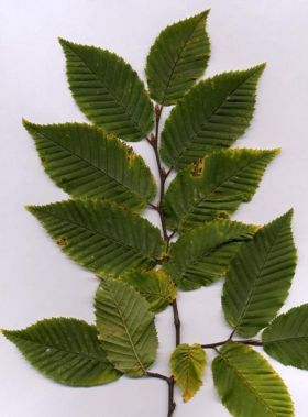 European Hornbeam foliage