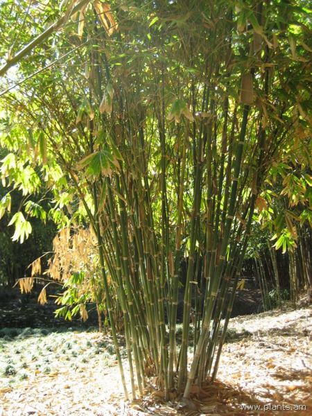 File:Dendrocalamus brandesii-IMG 0583 hunt07.jpg