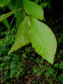 Oriental Beech leaves