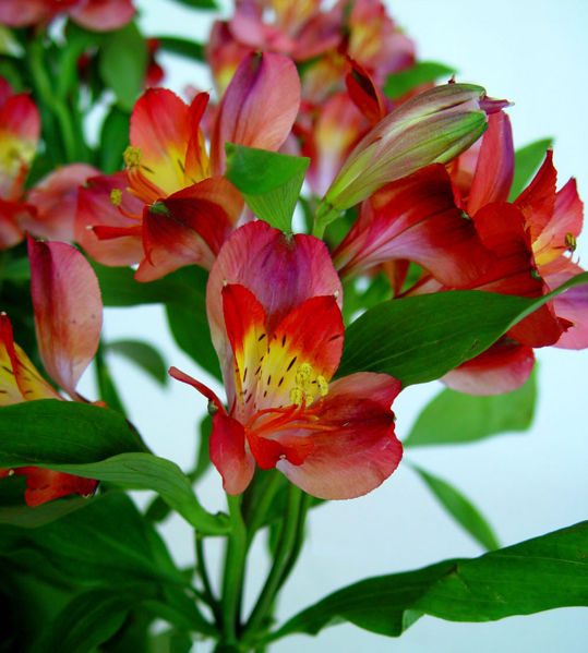 File:Flores de Alstroemeria-3152.jpg