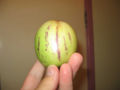 A ripe pepino, showing the characteristic purple striping