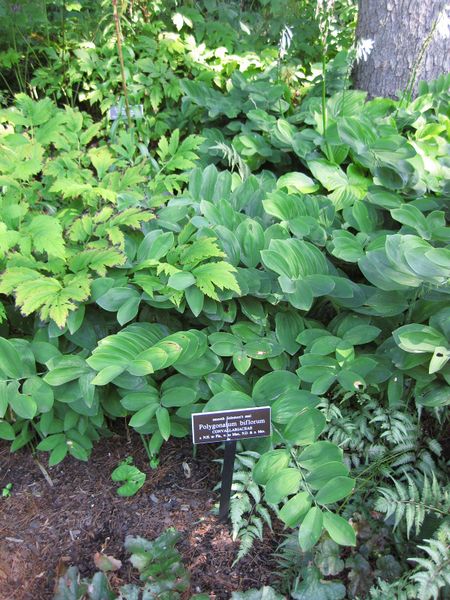 File:IMG 0101 nybg09.jpg
