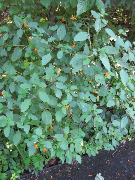 File:IMG 0355 nybg09.jpg