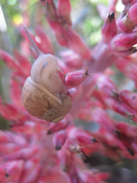 File:IMG 2056 hunt0903.jpg