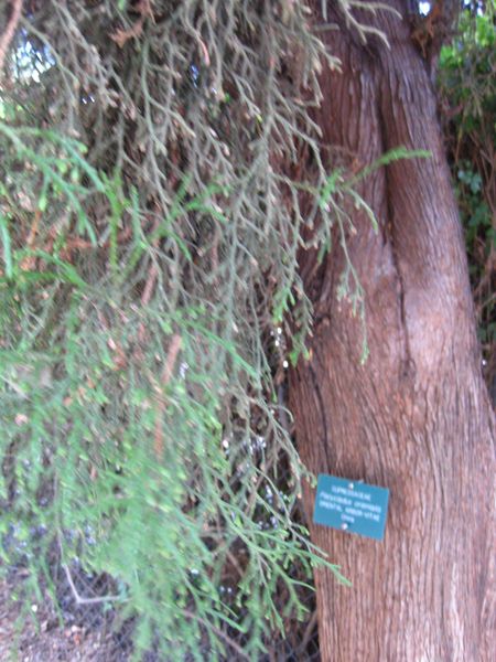 File:IMG 2525 ucla09.jpg