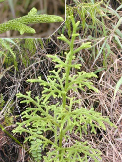 Lycopodiella cernua