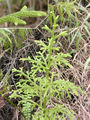 Thumbnail for version as of 18:37, 28 May 2007
