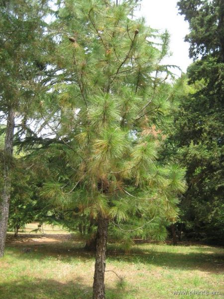 File:Pinus roxburghii-IMG 3088 lokrun.jpg
