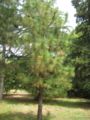 pinus roxburghii
