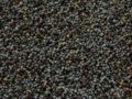 Papaver somniferum seeds.
