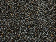 Papaver somniferum seeds.