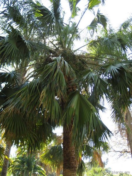 File:Sabal palmetto-cabbage palmetto-IMG 0252 hunt07.jpg