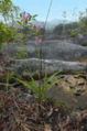Spathoglottis sp. from Sarawak, Borneo