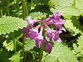 Thumbnail for version as of 09:22, 29 April 2025