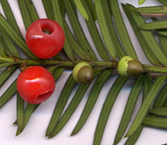 Taxus baccata (European Yew)
