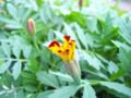 Tagetes-flower grow
