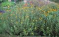 Tagetes lucida