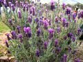 Thumbnail for version as of 05:34, 20 October 2007