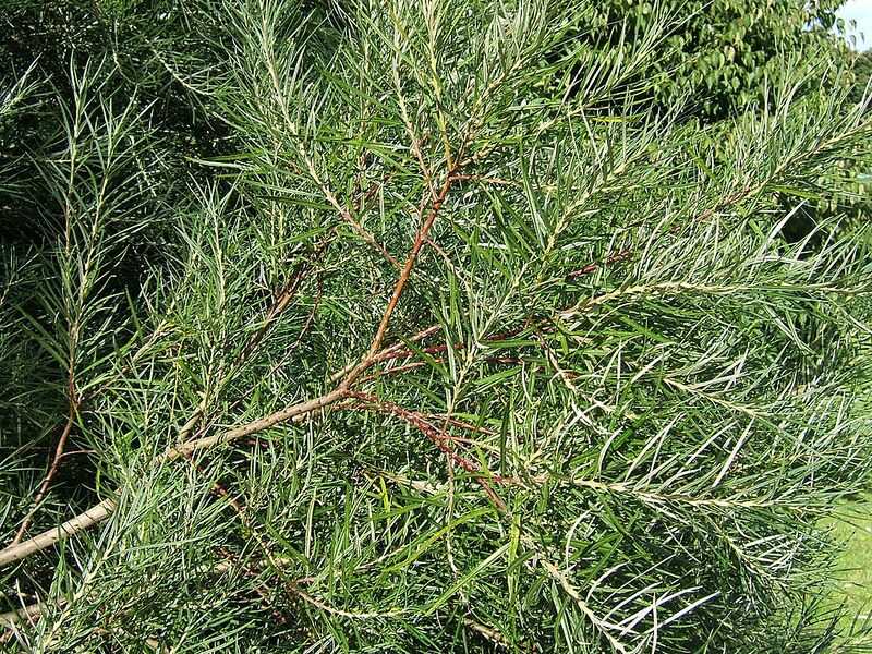 File:1024px-Salix elaeagnos0.jpg