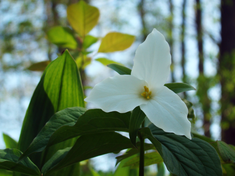 File:1024px-White Trillium (Trillium grandiflorum).png