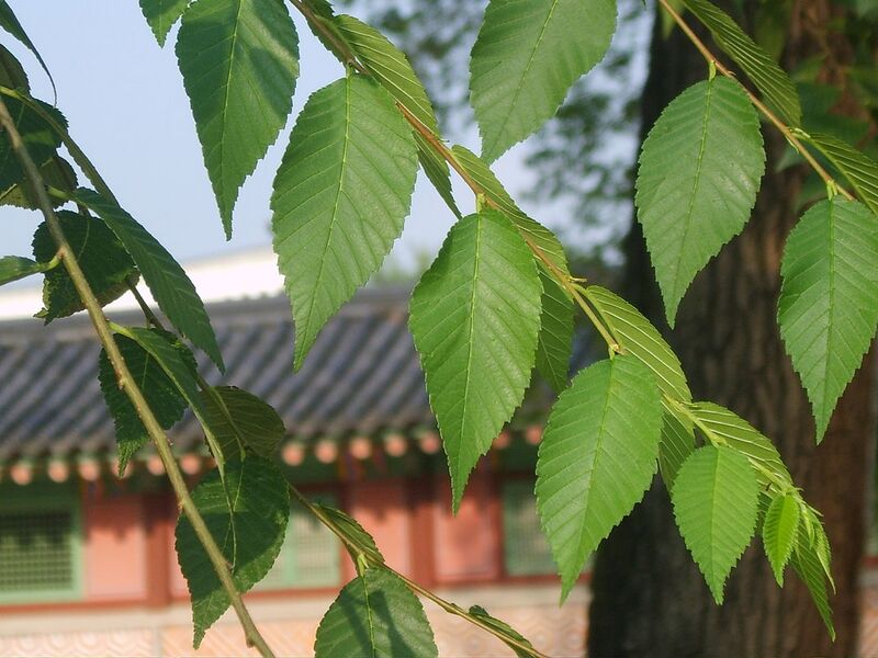 File:1280px-비술나무 잎가지.JPG