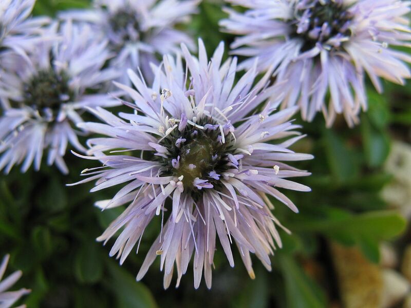 File:1280px-Globularia repens05.jpg