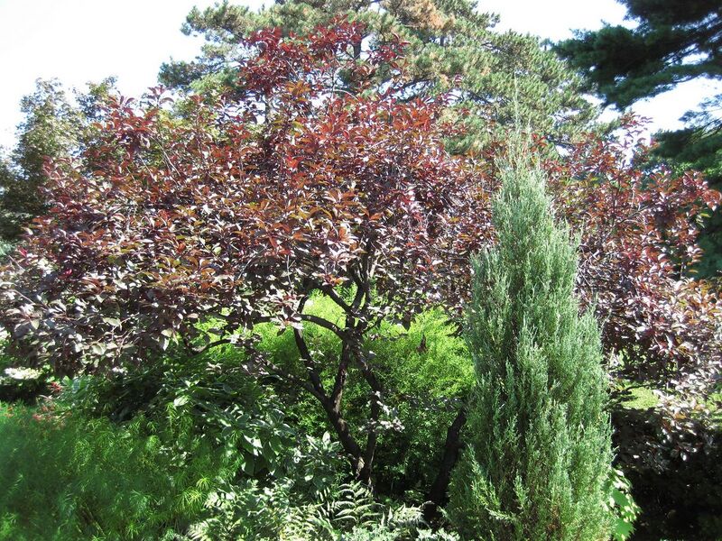 File:1280px-IMG 0022 nybg09.jpg