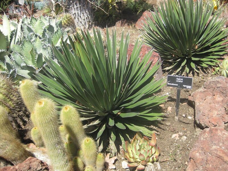 File:1280px-IMG 2202 hunt0903.jpg