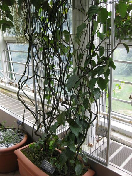 File:576px-IMG 1015 bbg09.jpg