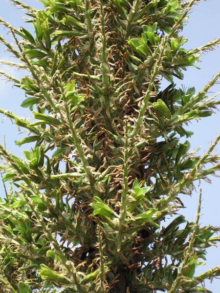 File:576px-IMG 4443 hunt0904.jpg