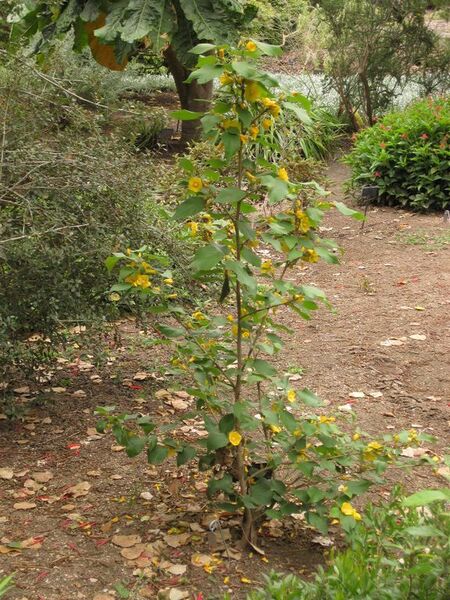 File:576px-IMG 6987 hunt09jun.jpg