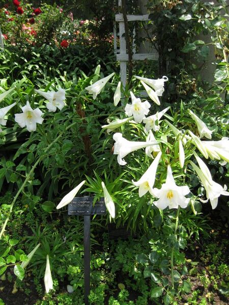 File:576px-IMG 7698 hunt09jun.jpg