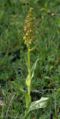 Coeloglossum viride plant Germany - Hesse