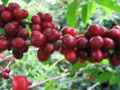 Red Catucaí Coffee detail, a variety of COFFEA ARABICA - Matipó City - Minas Gerais State - Brazil