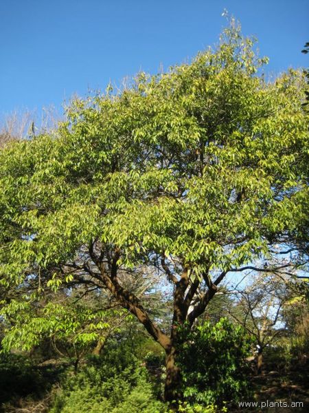 File:Cyclobalanopsis glanca-ring-cupped oak-IMG 7706 sfbg0308.jpg