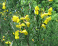 Cytisus scoparius