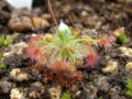 Thumbnail for version as of 15:53, 1 March 2009